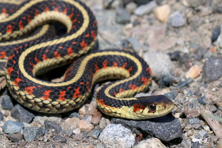 Ilustrasi ular.(Shutterstock)